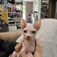 Chatons sphynx #3