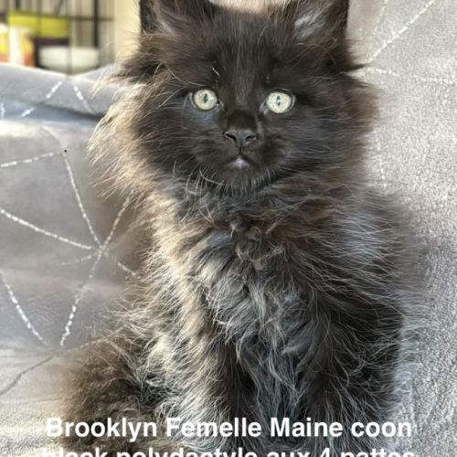 Superbes chatons maine coon mâles et femelle loof #0