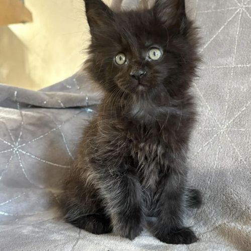 Superbes chatons maine coon mâles et femelle loof #3