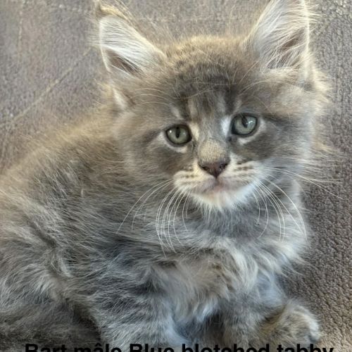 Superbes chatons maine coon mâles et femelle loof #4