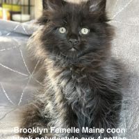 Superbes chatons maine coon mâles et femelle loof