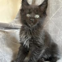 Superbes chatons maine coon mâles et femelle loof #2