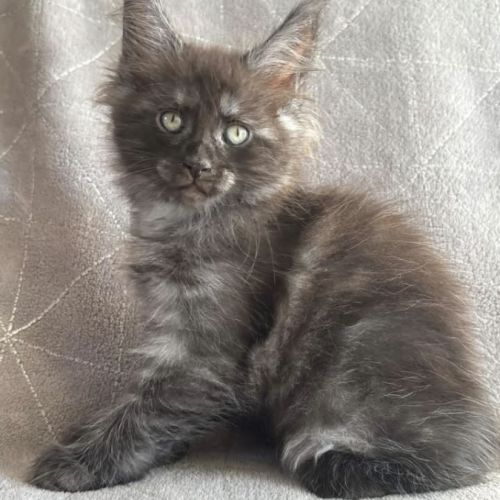 Superbe chaton maine coon black smoke loof #1