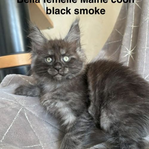 Superbe chaton maine coon black smoke loof #2