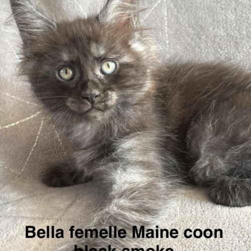 Superbe chaton maine coon black smoke loof #0