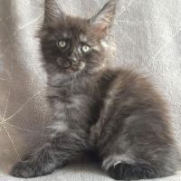 Superbe chaton maine coon black smoke loof #1