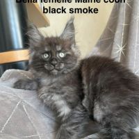 Superbe chaton maine coon black smoke loof #2