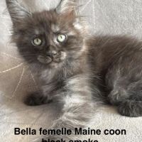 Superbe chaton maine coon black smoke loof