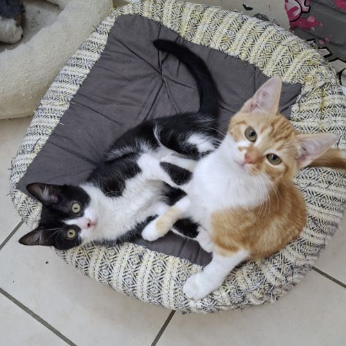 Nica et rigel adorable duo #0
