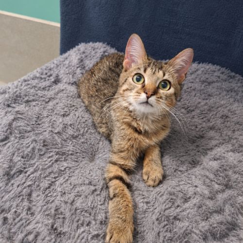 Lynx petit félin cherche sa famille #0