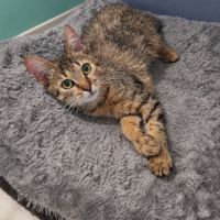 Lynx petit félin cherche sa famille #1