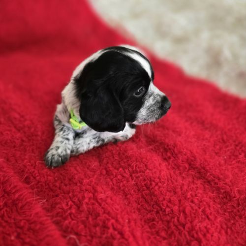Chiots epagneul breton lof chasseur #1