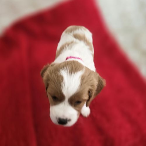 Chiots epagneul breton lof chasseur