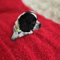 Chiots epagneul breton lof chasseur #1