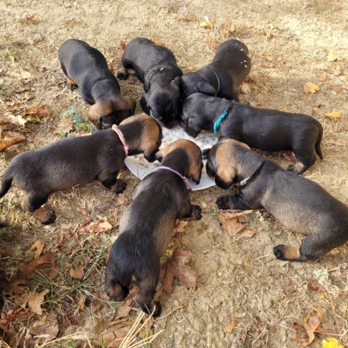 Chiots teckels poil dur standard #0