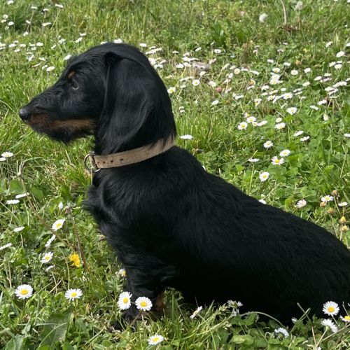 Chiots teckels poil dur standard #3