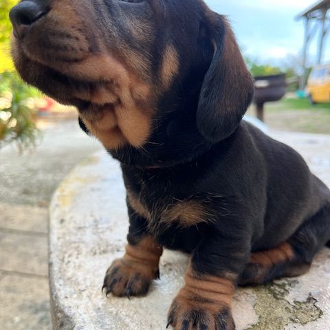 Chiots teckels poil dur standard #4