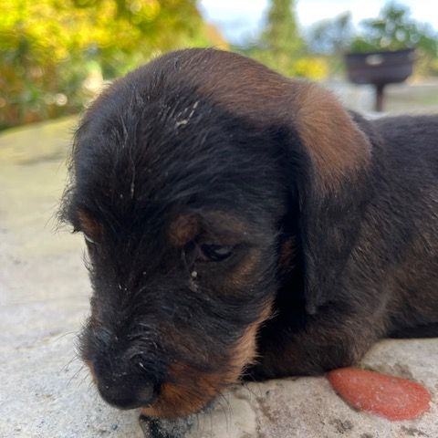 Chiots teckels poil dur standard #5