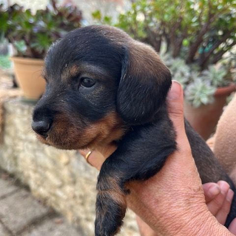 Chiots teckels poil dur standard #7