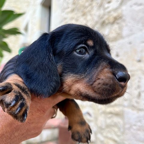 Chiots teckels poil dur standard #8