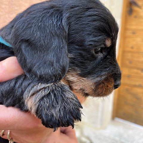 Chiots teckels poil dur standard #9