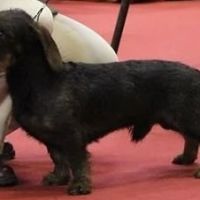 Chiots teckels poil dur standard #2