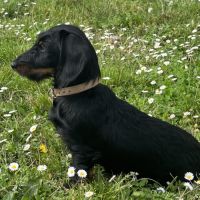 Chiots teckels poil dur standard #3