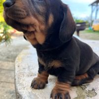 Chiots teckels poil dur standard #4