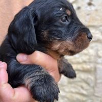 Chiots teckels poil dur standard #6