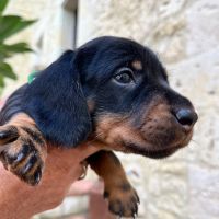 Chiots teckels poil dur standard #8