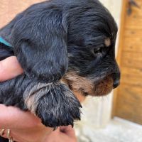 Chiots teckels poil dur standard #9