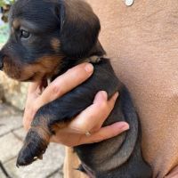 Chiots teckels poil dur standard #10