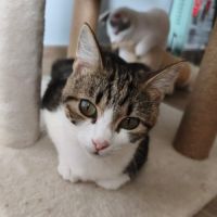 Fleur, jeune minette à l'adoption