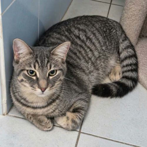 Désiré, adorable chaton à l'adoption #0