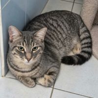 Désiré, adorable chaton à l'adoption