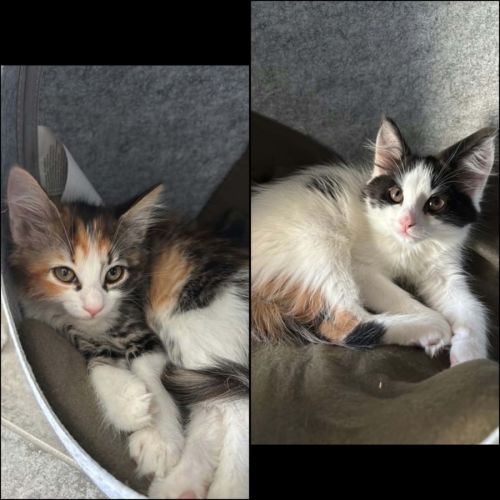 Ti punch & marquisette, adorable duo #0