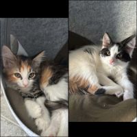 Ti punch & marquisette, adorable duo