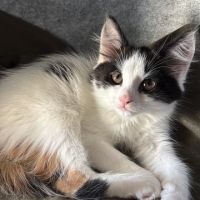 Ti punch & marquisette, adorable duo #3