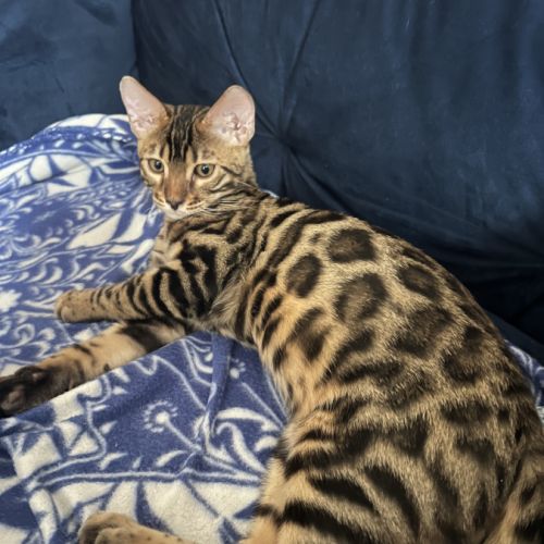 Bubbles, un adorable chaton bengal #2