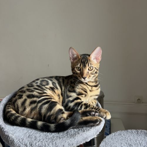 Bubbles, un adorable chaton bengal #0