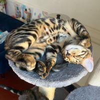 Bubbles, un adorable chaton bengal #1