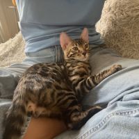 Bubbles, un adorable chaton bengal #3
