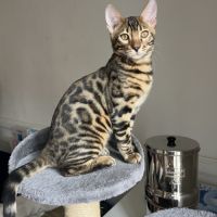 Bubbles, un adorable chaton bengal #4