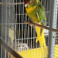 Kakariki mâle #1