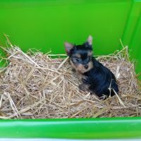 Magnifique chiot yorkshire male #2