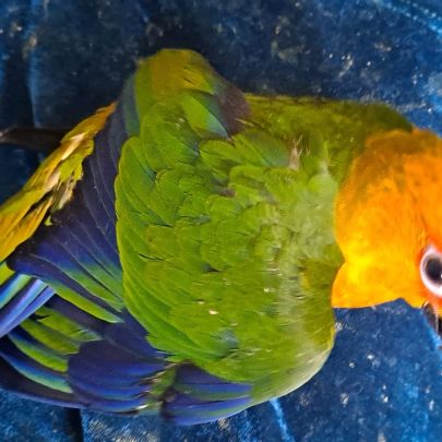Conure jandaya cousine conure soleil #2