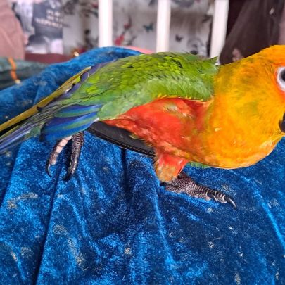 Conure jandaya cousine conure soleil #3
