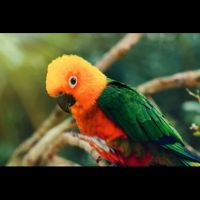 Conure jandaya cousine conure soleil