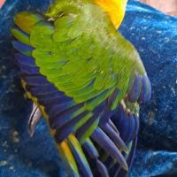 Conure jandaya cousine conure soleil #4