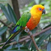 Conure jandaya cousine conure soleil #5